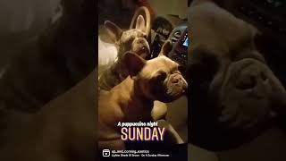 #sundaynight #puppuccino #frenchbulldog #starbucks #follow #sundaynight #lightershadeofbrown