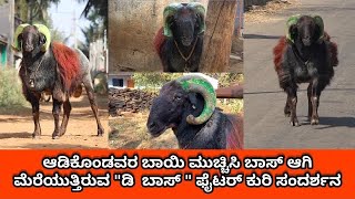 ಡಿ ಬಾಸ್ ಫೈಟರ್ ಕುರಿ ಸ್ಪೆಷಲ್ ಸಂದರ್ಶನ D Boss famous fighter sheep Karnataka