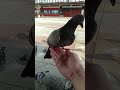 friendship between pigeons and humans