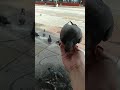 friendship between pigeons and humans