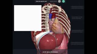 Serous Membranes