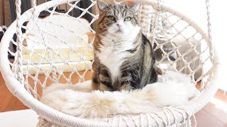 新しいブランコとねこ。-Maru and the new swing.-