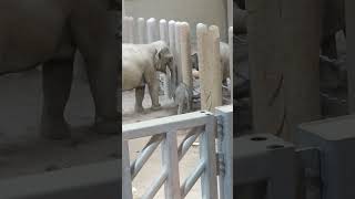 2023.9.21 ニャインとタオ　パールと赤ちゃんゾウ🐘 　アジアゾウ　円山動物園　タオ　asian elephant