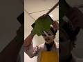 Party City/Halloween City Leatherface #animatronics #halloween #leak #haunter #halloweencity