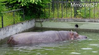 Hippopotamus　カバのザン　広いプールを悠々と