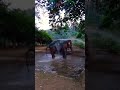 මොකද වුනේ දැක්කද 🐘💔🙂 what did you see elephant wildanimals shower water play funnyelephant