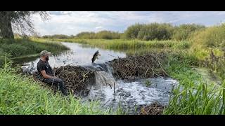 Giant Beaver Dam Collapse – Massive Water Release Restores the River!