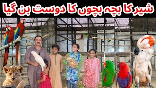 Visited at Malik Waqas Birds Breeding farm in Pakistan|Macaw|Cockatoo|Yellow Ringneck|Raw|Lion