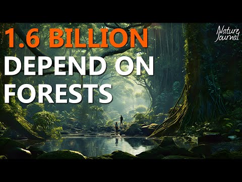 What are the 6 types of forests?