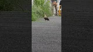 カモの引越しで雛鳥が障害を超えられず途方にくれる母鳥