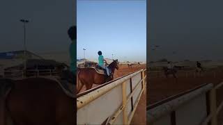 Horse racing #horse #youtubeshorts #shortsvideo