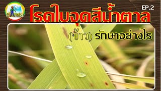 โรคใบจุดสีน้ำตาล (ข้าว) แก้ไขอย่างไร