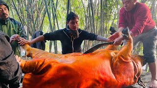 Local pig 🐖 250 kg || cutting village style || Dharane kalo bangur