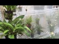 DIY Greenhouse fogger system for Orchids, Carnivorous Plants and more!