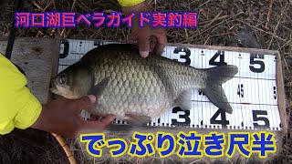 棚網久 河口湖巨ベラガイド実釣編　Giant Japanese crucian carp fishing guide in Lake Kawaguchi 〜How to fish〜 でっぷり泣き尺半