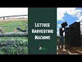 Lettuce Harvesting Machine - Harvesting Spring Mix