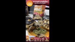 Turtle Land อาหารเต่าบก สูตรเสริมสาหร่ายสไปลูลิน่า | รีวิวจาก Balconzoo