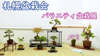 札幌盆栽会 2019 春