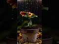 kissik flower dancing video new viral video shorts trending flower video