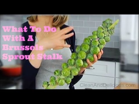 What To Do With A Brussels Sprouts Stalk What To Do With A Brussels Sprouts Stalk