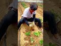 Unique technique for planting strawberry seeds #shorts