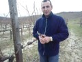 krasitja e rrushit vitis vinifera sezoni 2013