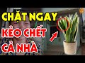 Tuyệt Đối CẤM TRỒNG CÂY LƯỠI HỔ Trước Cửa Nhà Nếu Chưa Biết Điều Này Kẻo Rước Đại Họa Vào Thân