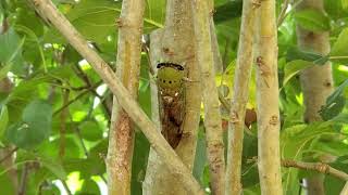 superb dog day cicada scream