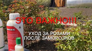 Розы.  Самое важное!!! Уход за розами после заморозков. Ответы на Ваши вопросы.🌹🌹🌹