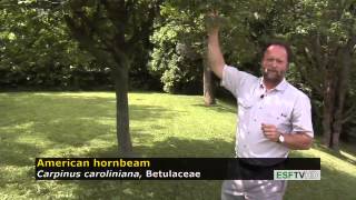 Trees with Don Leopold - American hornbeam