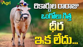 Dheera The Powerful Bull | రికార్డుల రారాజు ఒంగోలు గిత్త ధీర ఇక లేదు.. DVR Memorial Dheera Tone Agri