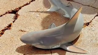 Surfside Jetty - fishing a SHARK 🦈