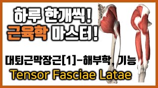 [힐링무브 근육학] 6-1-(1) 대퇴근막장근(넙다리 근막 긴장근, Tensor Fasciae Latae) 의 해부학과 기능 | 고관절 통증과 관련 | healingmove