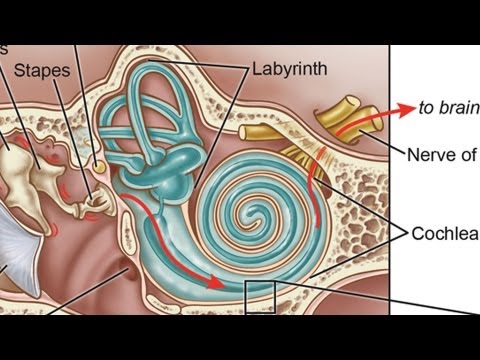 What Is an Inner Ear Infection? | Ear Problems What Is an Inner Ear Infection? | Ear Problems