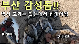 부산은 감성돔으로 핫합니다!! 카고낚시에 마릿수 가능^^(자바리, 방어)