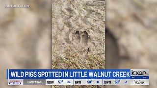 Austinites witness feral hogs roaming near eastside trail