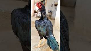 Java Aseel Murgha vs Mushka Aseel Murgha #aseel #rooster #shortvideos