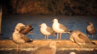 16.1.15 Goéland pontique H3/4A (Larus cachinnans, Caspian Gull) ?