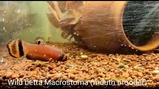 Wild betta Macrostoma