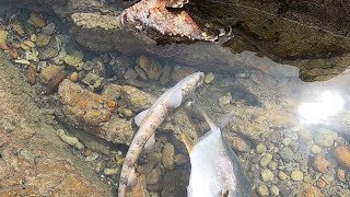 阿明赶海路过一处水坑，不料坑地竟有老毒物猎食，猎物直接翻肚了