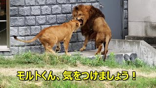 モルトくん、気をつけましょう！　〜 Lion (ライオン)〜　多摩動物公園