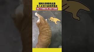 猫咪太胖懒得走路，主人无奈只能将其推走，网友：十个橘猫九个胖，还有一个压倒炕 #宠哈哈