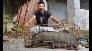 Huanong Brothers: Catch a pig to deal with leftover, and also a chicken, then stew it. Tastes good!