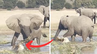 Mother Elephant Gets Revenge After Crocodile Dared To Prey On Her Calf