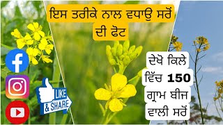 ਸਰੋ ਵਿੱਚ ਨਦੀਨਾ ਦੇ ਖਾਤਮੇ ਅਤੇ ਵਧੀਆ ਫੋਟ ਕਰਾਉਣ ਲਈ ਜਰੂਰੀ ਨੁਕਤੇ