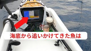 年末になると1キロ3000円以上になる高級魚狙います