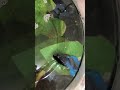 【ベタ飼育】水上から出るようになった魚part3 頭頂部乾燥注意報⚠️ shorts