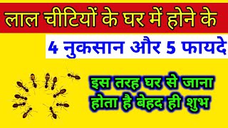 लाल चीटियों के घर में होने के 4 नुकसान और 5 फायदे | लाल चीटियों का घर में आना क्या संकेत देता है |