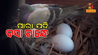 Vastu Tips: Pigeon Nest In The Home Is Good Or Bad | NandighoshaTV