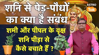 Sani Upay: शनि से पेड़-पौधों का क्या है संबंध, शमी और पीपल के वृक्ष शनि पीड़ा से कैसे बचाते हैं?। SJ